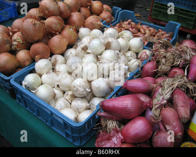 Différents types d'oignons sur un stand de marché Banque D'Images