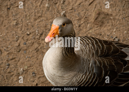 Goose à certains aliments de spectateurs sur le bord d'une rivière Banque D'Images