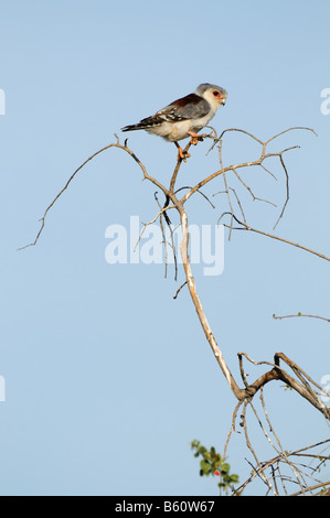 Les pygmées d'Afrique (Polihierax semitorquatus falcon) perché sur un belvédère, la réserve nationale de Samburu, Kenya, Afrique de l'Est, l'Afrique Banque D'Images