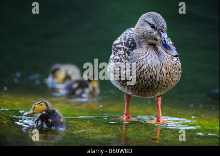 Canard colvert (Anas platyrhynchos) Canard aux canetons, Stuttgart, Bade-Wurtemberg Banque D'Images