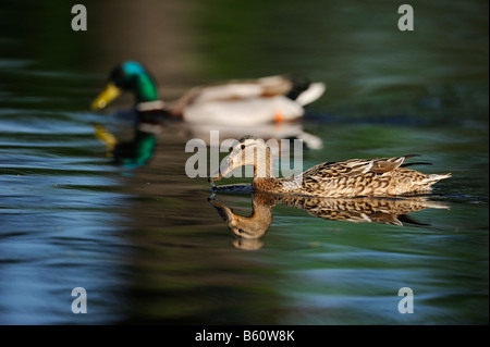 Canard colvert (Anas platyrhynchos) couple nicheur natation, Stuttgart, Bade-Wurtemberg Banque D'Images