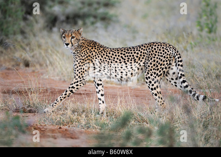 Le Guépard (Acinonyx jubatus) au crépuscule, la réserve nationale de Samburu, Kenya, Afrique de l'Est, l'Afrique Banque D'Images