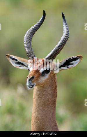 Gerenuk ou Waller Litocranius walleri (la Gazelle) buck, portrait, la réserve nationale de Samburu, Kenya, Afrique de l'Est, l'Afrique Banque D'Images