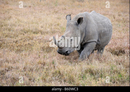 Le rhinocéros blanc (Ceratotherium simum), Sweetwater Game Reserve, Kenya, Afrique de l'Est Banque D'Images