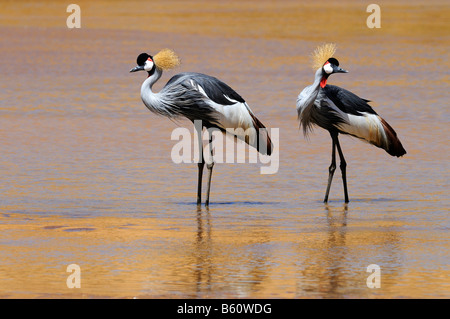 Deux grues couronnées (Balearica pavonina) debout dans l'eau, la réserve nationale de Samburu, Kenya, Afrique de l'Est, l'Afrique Banque D'Images