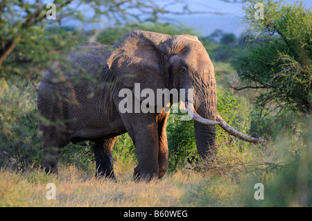 Bush africain Elephant (Loxodonta africana), personnes âgées bull, Réserve nationale de Samburu, Kenya, Afrique de l'Est, l'Afrique Banque D'Images