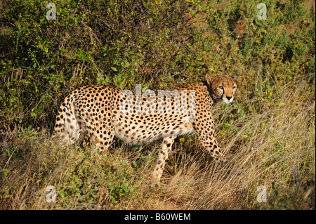 Le Guépard (Acinonyx jubatus) à l'aube, la réserve nationale de Samburu, Kenya, Afrique de l'Est, l'Afrique Banque D'Images