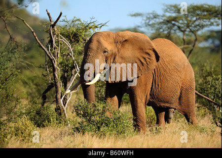 Bush africain Elephant (Loxodonta africana), Bull, la réserve nationale de Samburu, Kenya, Afrique de l'Est, l'Afrique Banque D'Images