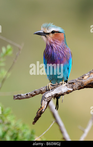 Lilac-breasted Roller (Coracias caudataus) assis sur un look-out, la réserve nationale de Samburu, Kenya, Afrique de l'Est, l'Afrique Banque D'Images