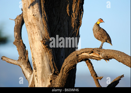 Francolin à bec rouge à col jaune (Pternistis leucoscepus) assis sur un look-out, la réserve nationale de Samburu, Kenya, Afrique de l'Est, l'Afrique Banque D'Images