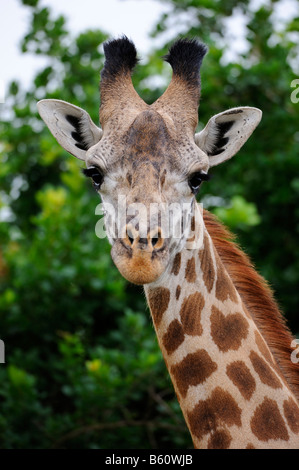 Les Masais Girafe (Giraffa camelopardalis), portrait, Parc National de Nairobi, Kenya, Afrique de l'Est, l'Afrique Banque D'Images