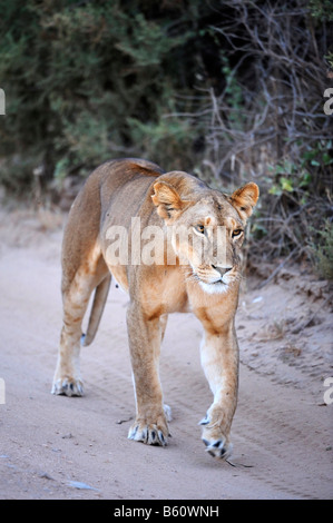 Lioness (Panthera leo) marcher le long d'un chemin dans la première lumière du jour, la réserve nationale de Samburu, Kenya, Afrique de l'Est, l'Afrique Banque D'Images