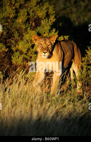 Lioness (Panthera leo) dans la journée de la première lumière, Réserve nationale de Samburu, Kenya, Afrique de l'Est, l'Afrique Banque D'Images