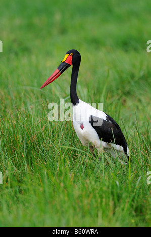 Saddle-billed Stork (Ephippiorhynchus senegalensis), Sweetwater Game Reserve, Kenya, Africa Banque D'Images