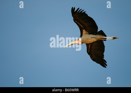 Marabou Stork (crumeniferus Flamant rose (Phoenicopterus ruber) en vol, Sweetwater Game Reserve, Kenya, Africa Banque D'Images