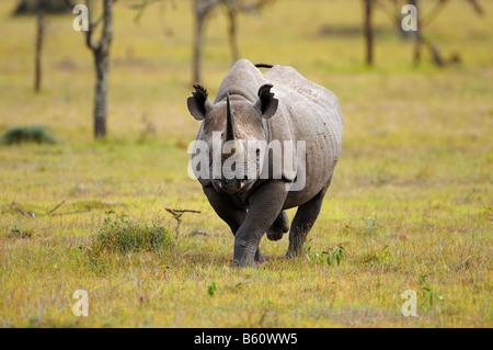 Le Rhinocéros noir (Diceros bicornis), charge, Sweetwater Game Reserve, Kenya, Africa