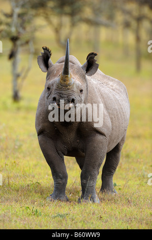 Le Rhinocéros noir (Diceros bicornis), Sweetwater Game Reserve, Kenya, Africa Banque D'Images