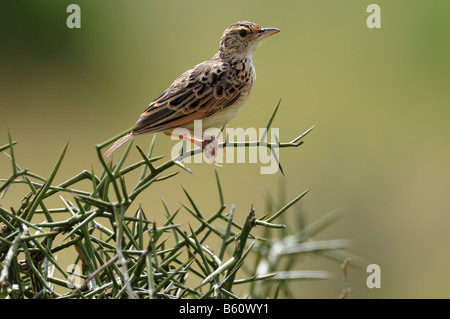 Red-capped Lark (Calandrella cinerea), le Parc National de Nairobi, Kenya, Afrique Banque D'Images