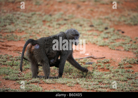 Le babouin olive, le babouin (Papio Anubis ou anubis), Femme avec enfant, Samburu National Reserve, Kenya, Africa Banque D'Images