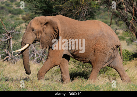 Bush africain Elephant (Loxodonta africana), Bull, Samburu National Reserve, Kenya, Africa Banque D'Images