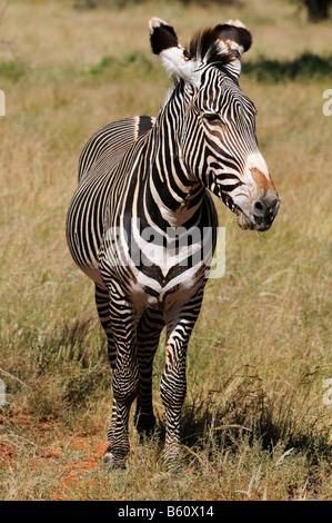 Le zèbre de Grevy, ou Impérial zèbre (Equus grevyi), étalon, la réserve nationale de Samburu, Kenya, Africa Banque D'Images