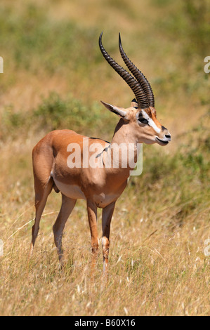 La gazelle de Grant (Nanger granti), buck, Samburu National Reserve, Kenya, Africa Banque D'Images