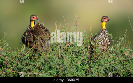 Francolin à bec rouge à col jaune deux (Pternistis leucoscepus), Samburu National Reserve, Kenya, Africa Banque D'Images