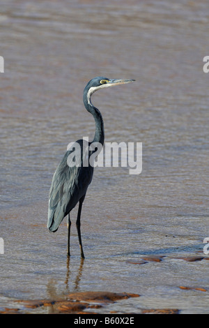 Héron à tête noire (Ardea melanocephala), Samburu National Reserve, Kenya, Afrique de l'Est, l'Afrique Banque D'Images