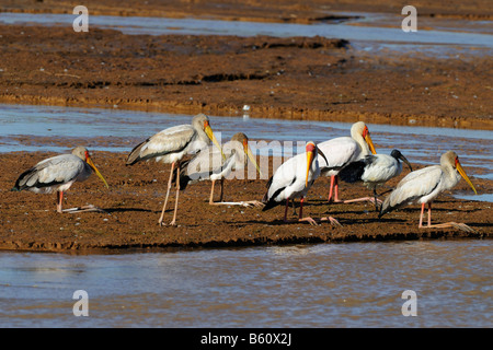 Troupeau de cigognes à bec jaune (Mycteria ibis) reposant sur un banc de sable, Réserve nationale de Samburu, Kenya, Afrique de l'Est, l'Afrique Banque D'Images