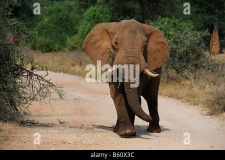Bush africain Elephant (Loxodonta africana) Bull, Réserve nationale de Samburu, Kenya, Afrique de l'Est, l'Afrique Banque D'Images