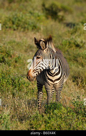 Le Zèbre de Grévy (Equus grevyi), Samburu National Reserve, Kenya, Afrique de l'Est, l'Afrique Banque D'Images