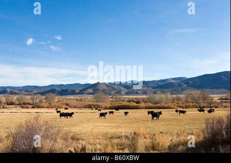 Ferme de bétail à l'automne avec les montagnes de la Sierra Nevada dans la distance, High Sierra sur nous 395 juste au sud du Nevada, Californie Banque D'Images