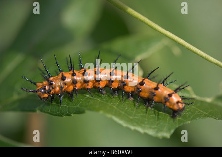 Agraulis vanillae Gulf fritillary caterpillar se nourrissant de fleur de la leaf Banque D'Images