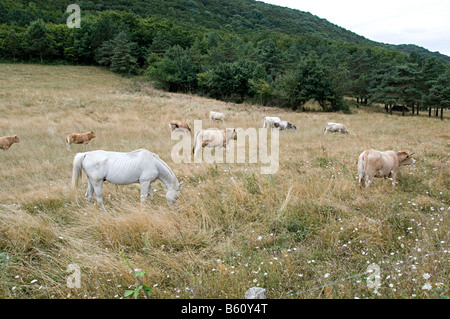 Des vaches et des chevaux qui broutent dans un champ en southen france Banque D'Images