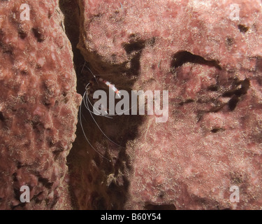 Un corail crevettes bagués s'abrite dans une fissure dans une éponge qu'il attend sa prochaine station de nettoyage client. Banque D'Images