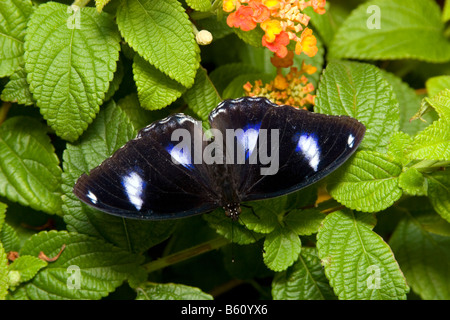 Gold Music commune ou papillon Papillon lune bleue (Hypolimnas bolina) sur feuilles lantana Banque D'Images