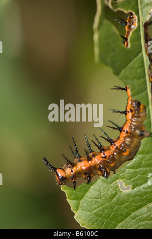 Agraulis vanillae Gulf fritillary caterpillar se nourrissant de fleur de la leaf Banque D'Images