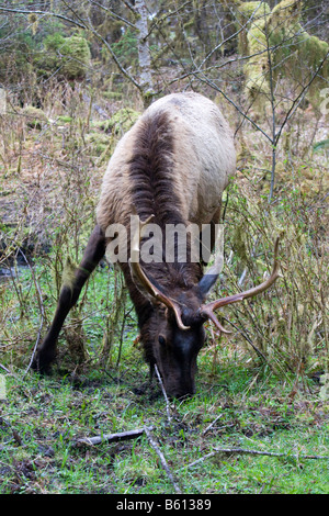 Le wapiti de Roosevelt un rss près du Hoh River dans le parc national Olympic Washington Banque D'Images