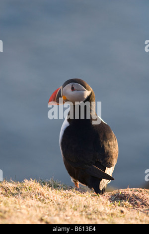 Macareux moine Fair Isle Shetland Banque D'Images