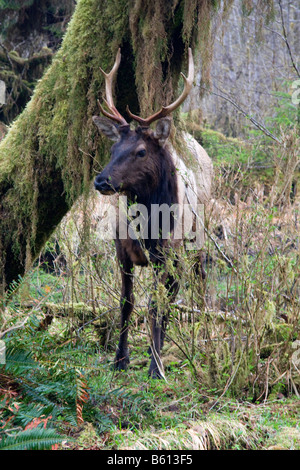 Le wapiti de Roosevelt un près de la rivière Hoh dans le parc national Olympic Washington Banque D'Images