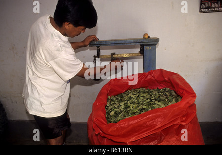 Pesée de la feuille de coca pour l'utilisation traditionnelle dans un magasin de village Los Yungas Coroico Bolivie Banque D'Images