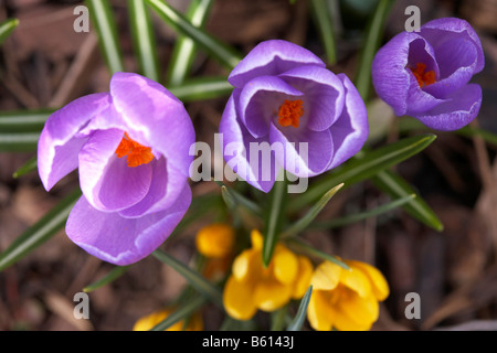 Crocus (Crocus), premier signe du printemps dans un jardin, Hessen, Allemagne, Europe Banque D'Images
