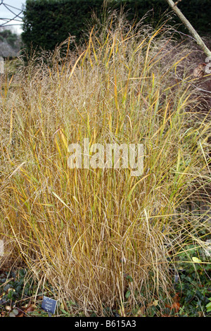 PANICUM VIRGATUM WARRIOR Banque D'Images
