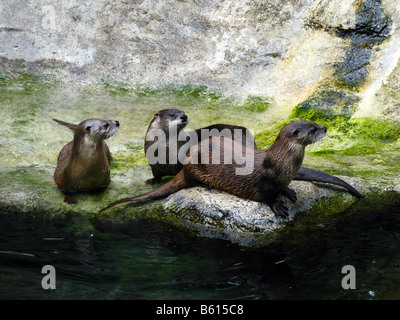 La loutre de rivière (lutra canadensis) dans un zoo européen. Banque D'Images