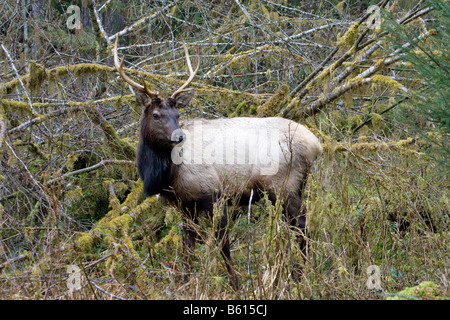 Le wapiti de Roosevelt un près de la rivière Hoh Olympic National Park Washington Banque D'Images
