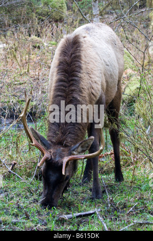Le wapiti de Roosevelt un près de l'alimentation dans la rivière Hoh Olympic National Park Washington Banque D'Images