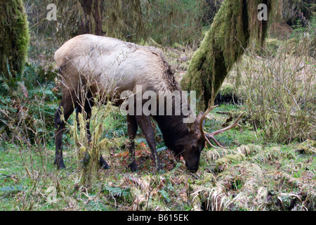 Le wapiti de Roosevelt un près de l'alimentation dans la rivière Hoh Olympic National Park Washington Banque D'Images