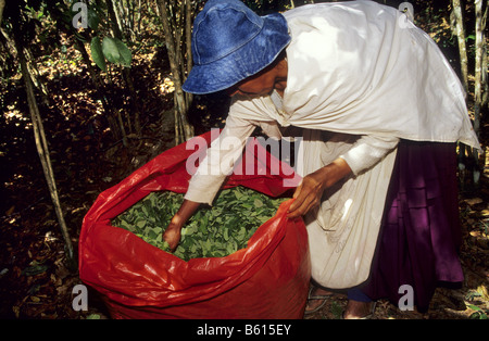 La récolte des feuilles de coca pour l'utilisation traditionnelle Los Yungas Bolivie Banque D'Images