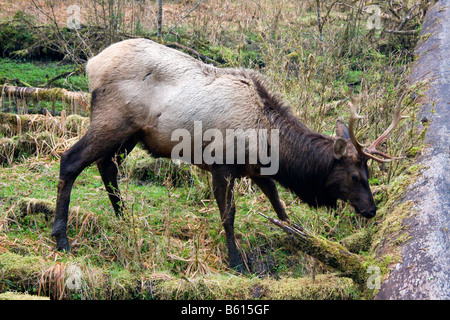Le wapiti de Roosevelt un rss près du Hoh River dans le parc national Olympic Washington Banque D'Images