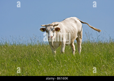 La vache, le Charolais, dans un pré Banque D'Images